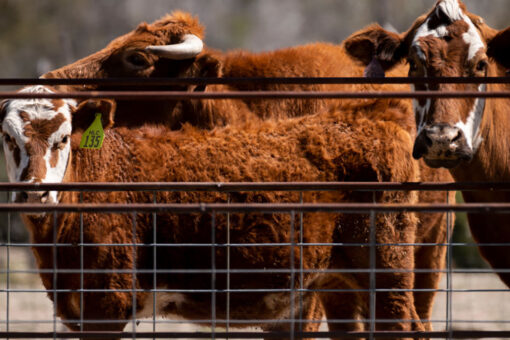 Epicurious stops publication of beef recipes