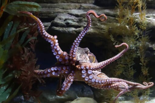 Octopus lashes out at man on Australia beach in viral attack