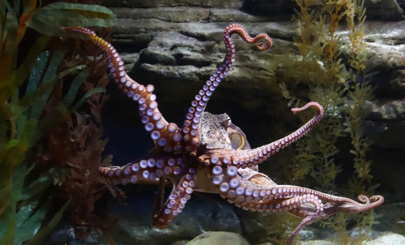 Octopus lashes out at man on Australia beach in viral attack