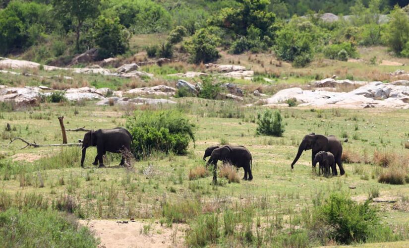 Elephants kill suspected poacher at South African national park, officials say