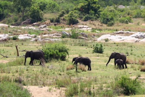 Elephants kill suspected poacher at South African national park, officials say