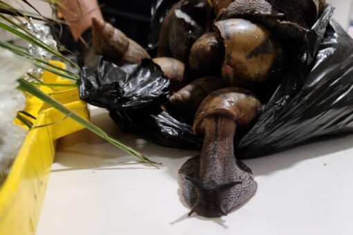 Highly invasive Giant African Snails caught at JFK by customs agents