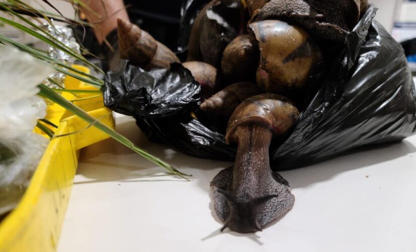 Highly invasive Giant African Snails caught at JFK by customs agents