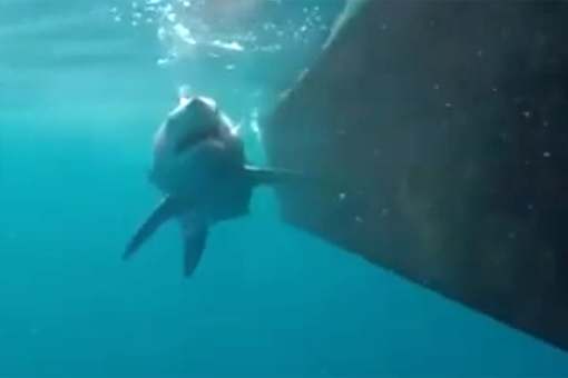 Shark attacks boat off North Carolina’s Outer Banks
