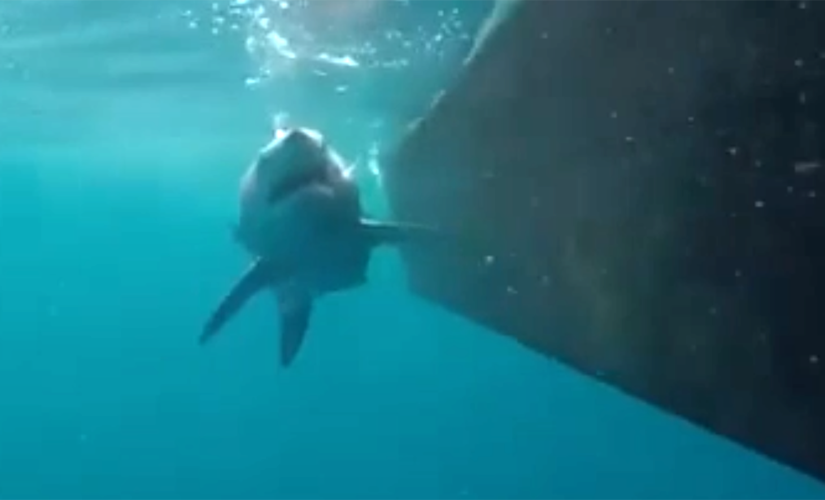 Shark attacks boat off North Carolina’s Outer Banks
