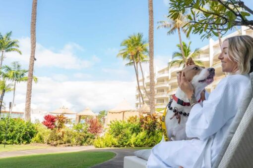 Hawaiian resorts are hosting shelter dogs that guests can win a stay with: ‘Wags to Riches’