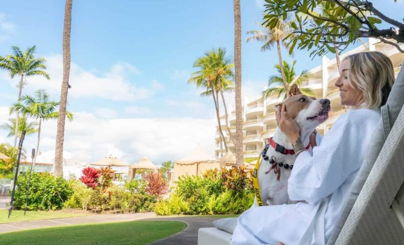 Hawaiian resorts are hosting shelter dogs that guests can win a stay with: ‘Wags to Riches’