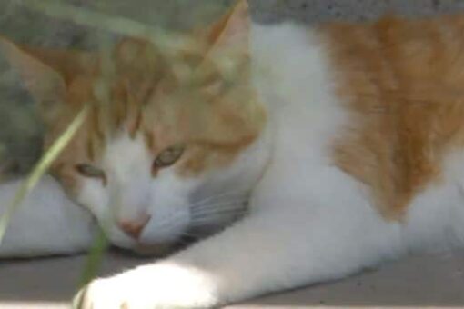 Drug-runner’s cat caught trying to sneak narcotics into Panama prison