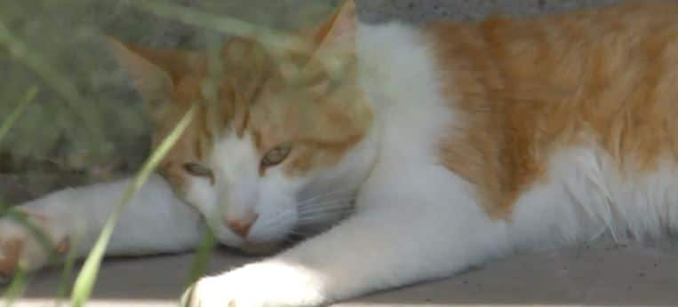 Drug-runner’s cat caught trying to sneak narcotics into Panama prison