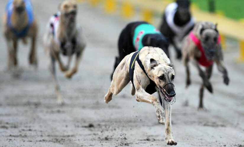 New Zealand dog trainer suspended after winning greyhound tests positive for meth