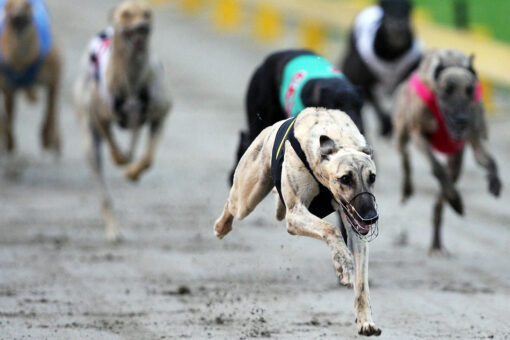 New Zealand dog trainer suspended after winning greyhound tests positive for meth