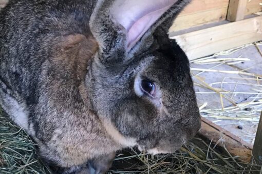 World’s longest bunny stolen from former Playboy model: police