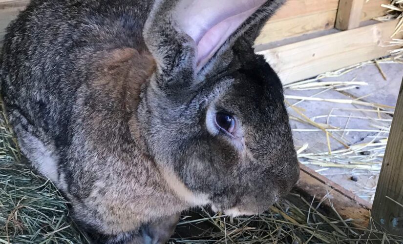 World’s longest bunny stolen from former Playboy model: police