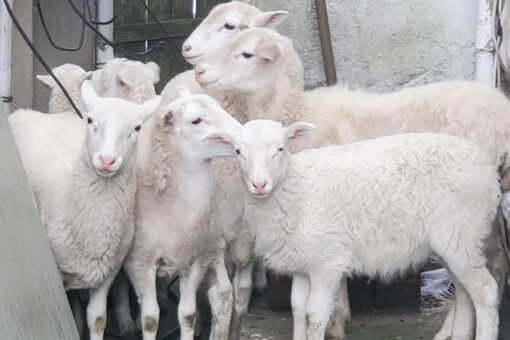Brooklyn homeowner calls 911 after finding flock of sheep in backyard