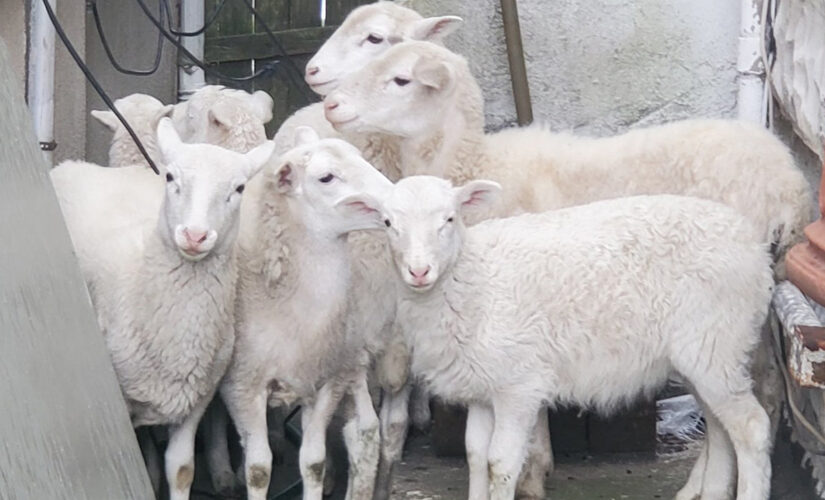 Brooklyn homeowner calls 911 after finding flock of sheep in backyard
