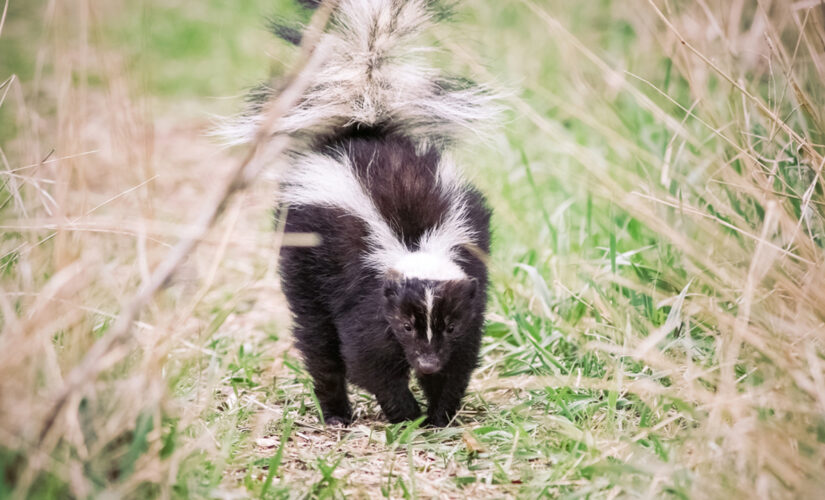 Skunk stuck inside Chick-fil-A cup rescued by Colorado police