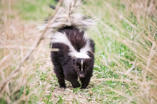 Skunk stuck inside Chick-fil-A cup rescued by Colorado police