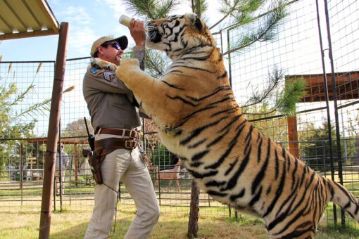 Senators propose ‘Tiger King’-inspired legislation to ban private big-cat ownership