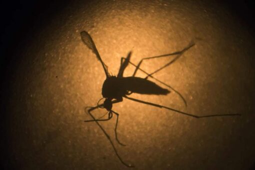 Florida Keys to see release of first genetically modified mosquitoes