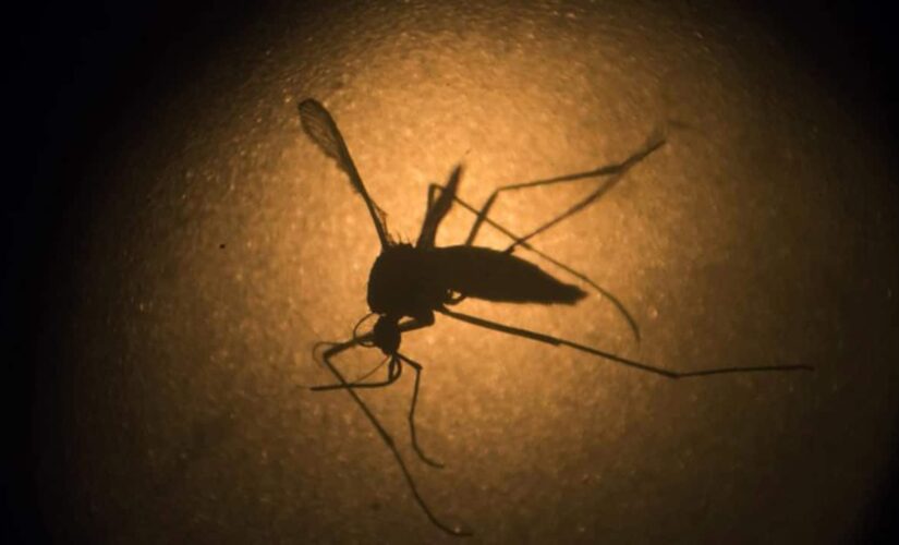 Florida Keys to see release of first genetically modified mosquitoes