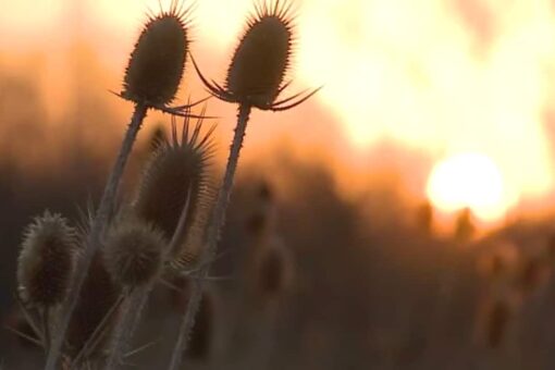 Wisconsin wildfires creates state of emergency