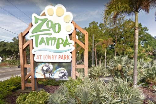 Tampa zoo animals may get COVID-19 vaccine in summer or fall, claims ‘no cases’ so far
