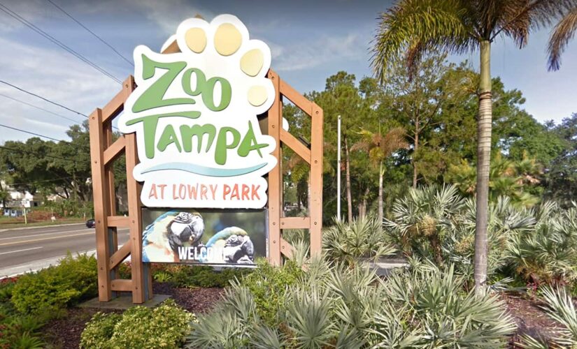Tampa zoo animals may get COVID-19 vaccine in summer or fall, claims ‘no cases’ so far