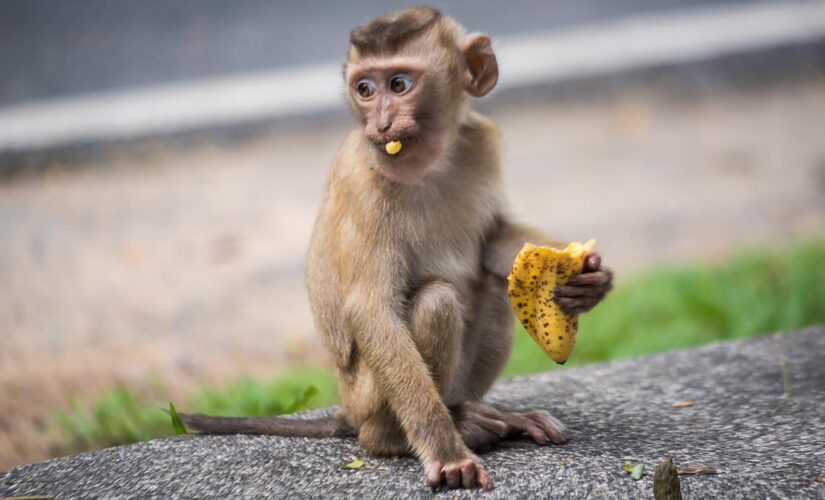 Kentucky family surprised by extended visit from baby monkey