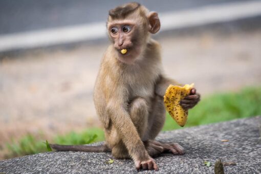 Kentucky family surprised by extended visit from baby monkey
