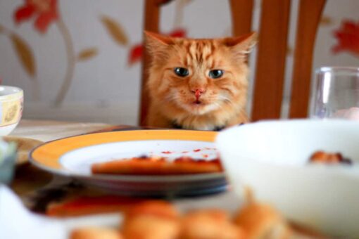 Fancy Feast releases cookbook for humans inspired by new cat food line
