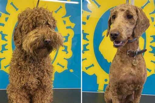 Adorable dogs finally get haircuts as businesses reopen in England