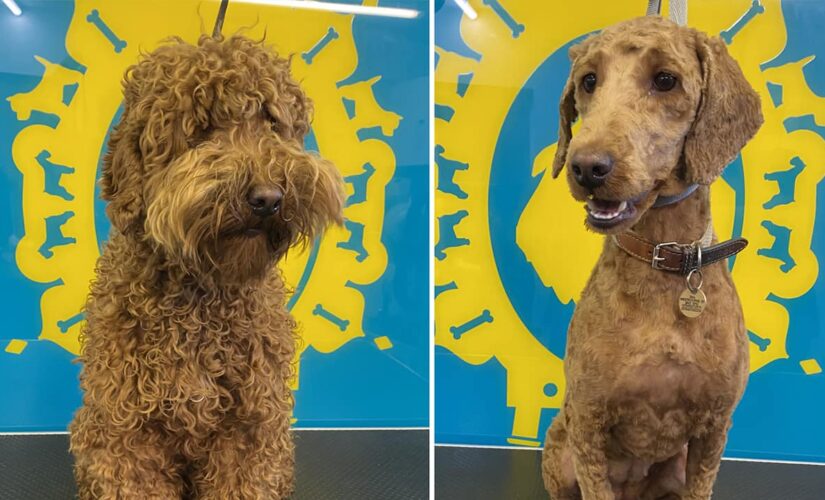 Adorable dogs finally get haircuts as businesses reopen in England