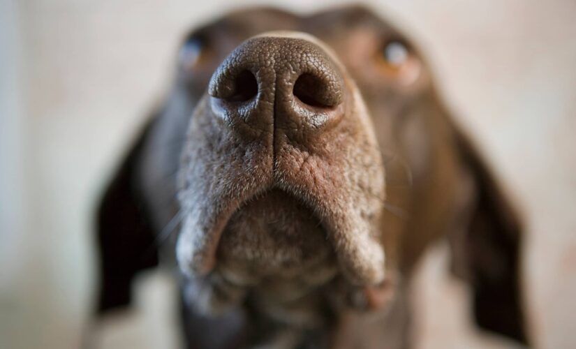 Trained dogs can smell coronavirus in your pee