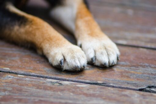 COVID-19 antibodies found in dogs in Washington state, officials say