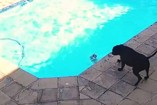 Dog rescues another dog from drowning in pool