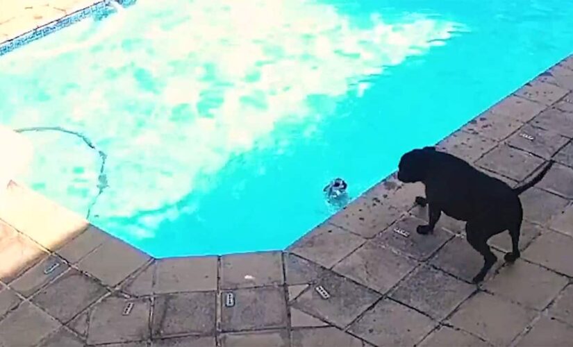 Dog rescues another dog from drowning in pool