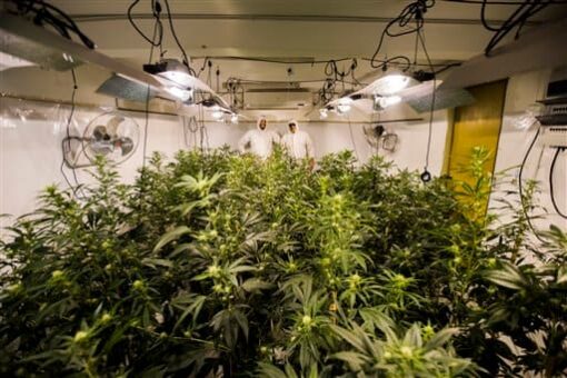New Mexico set to legalize weed, will become 17th state to end prohibition