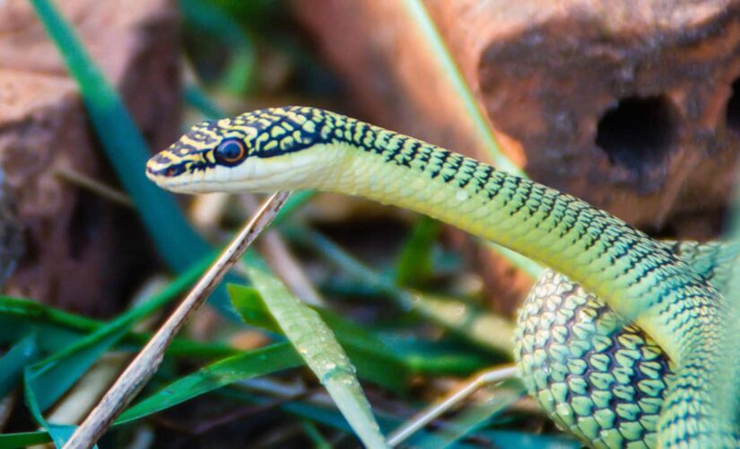 Kid finds live snake in bag of lettuce