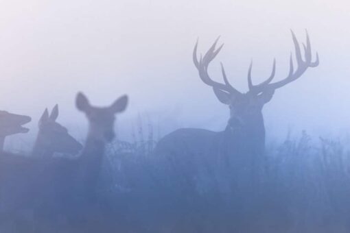 Pennsylvania sets new deer hunting record