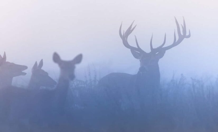 Pennsylvania sets new deer hunting record