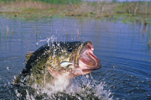 New York man catches, then releases, possible record-breaking bass