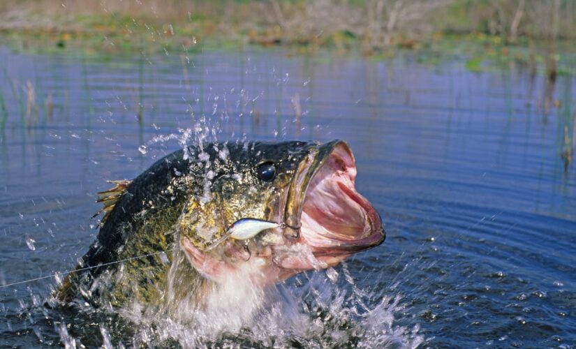 New York man catches, then releases, possible record-breaking bass