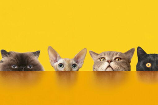 Man buys six cats at auction after drug raid