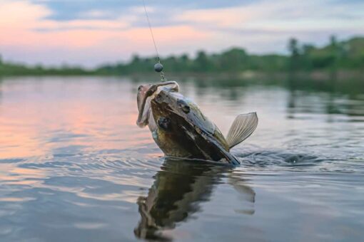 North Dakota fisherman reels in record-breaking walleye