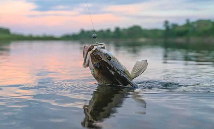 North Dakota fisherman reels in record-breaking walleye