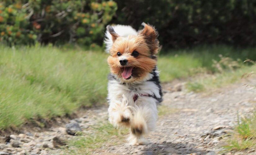 Small dogs chase off bear that broke into California house while owner napped