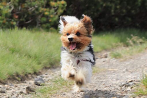 Small dogs chase off bear that broke into California house while owner napped