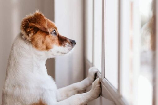 Some pet dogs need expensive therapy after lockdowns