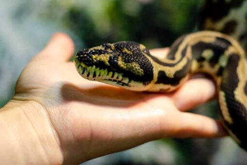 Snake catcher removed a giant python after a couple reported their clogged drain: ‘Not what I was expecting’
