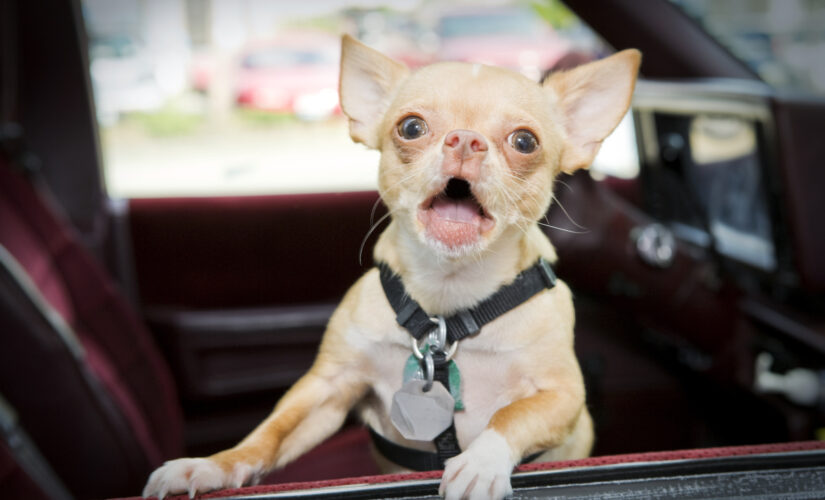 Prancer, the ‘haunted Victorian child’ Chihuahua, gets adopted following viral ad